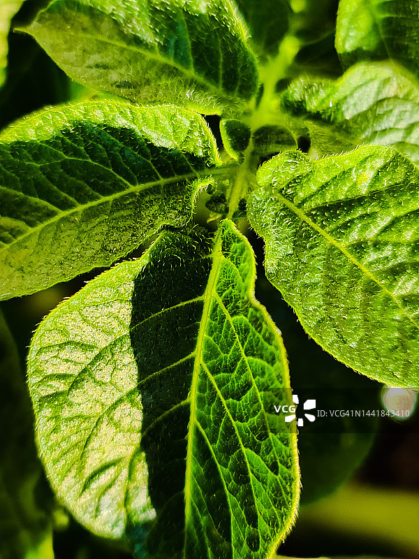 我的花园404图片素材