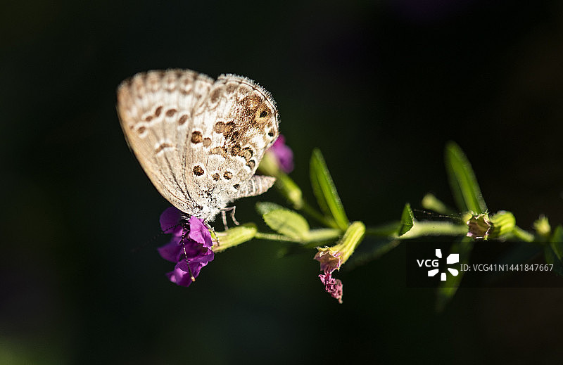 蝴蝶栖息在花朵上图片素材