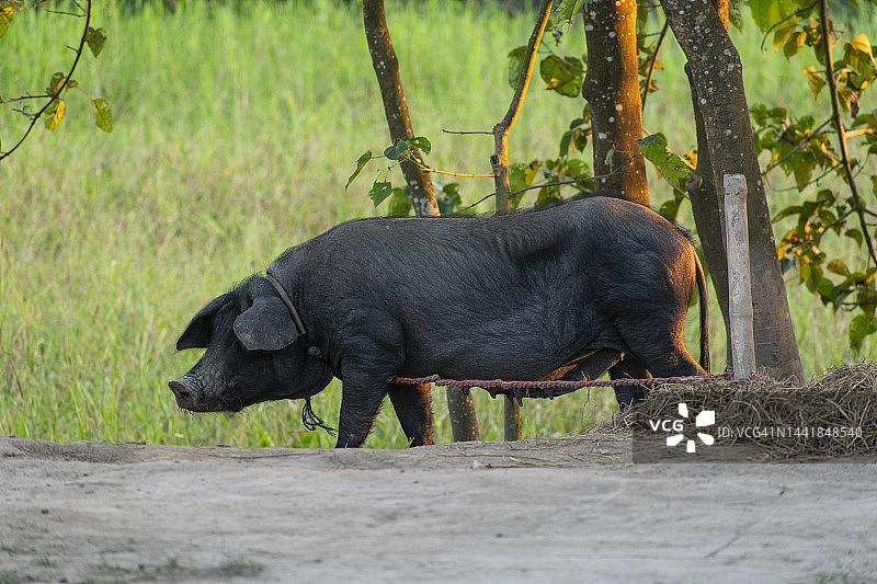 站立的野猪图片素材