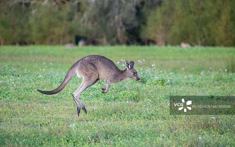 澳大利亚袋鼠5图片素材