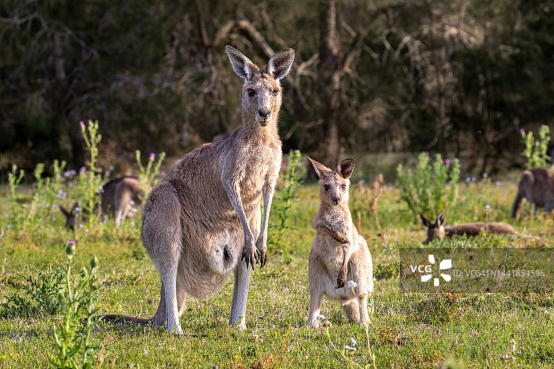 澳大利亚袋鼠7图片素材