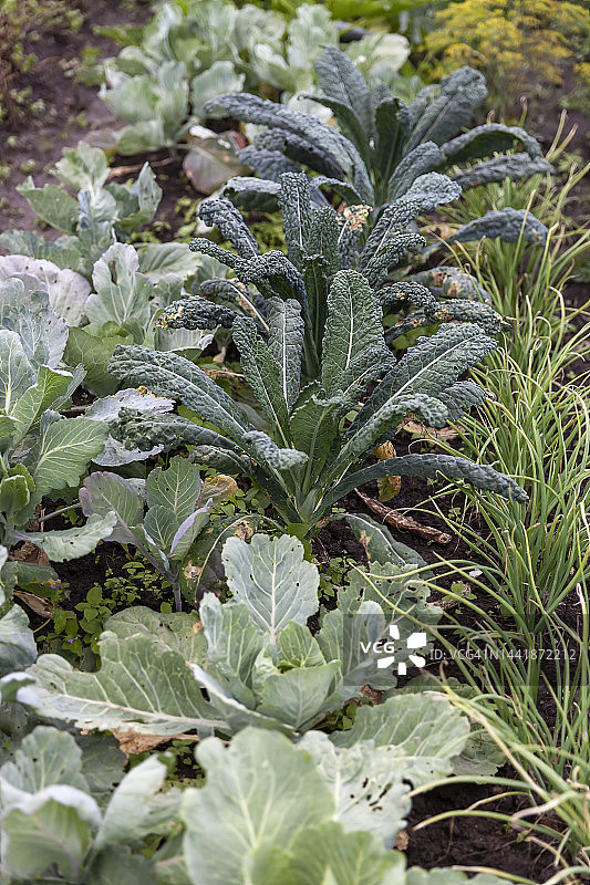花园里的黑羽衣甘蓝图片素材