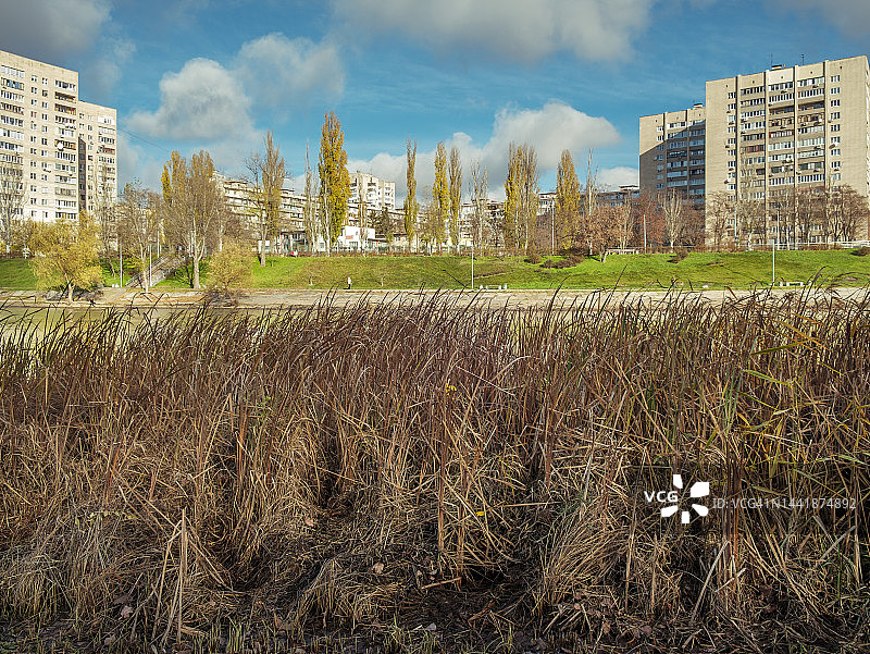 阳光下的干燥芦苇图片素材