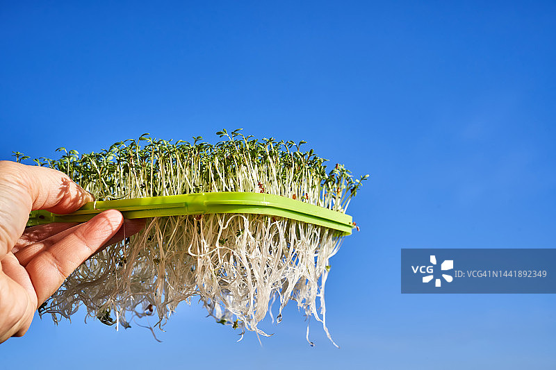豆瓣菜微距特写图片素材