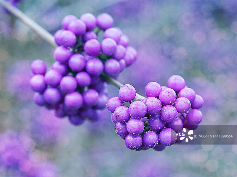 美洲紫金莓图片素材