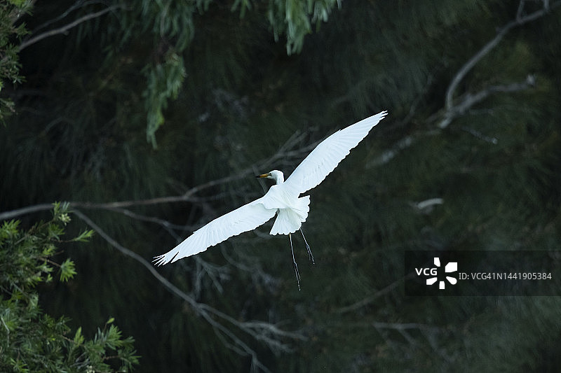 东部大白鹭图片素材