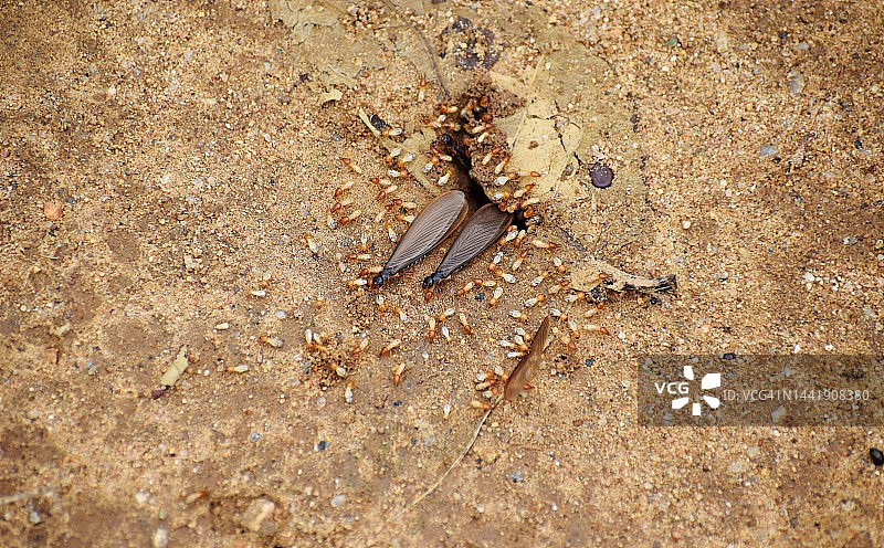 白蚁群落：带翼繁殖成虫、兵蚁和若虫图片素材
