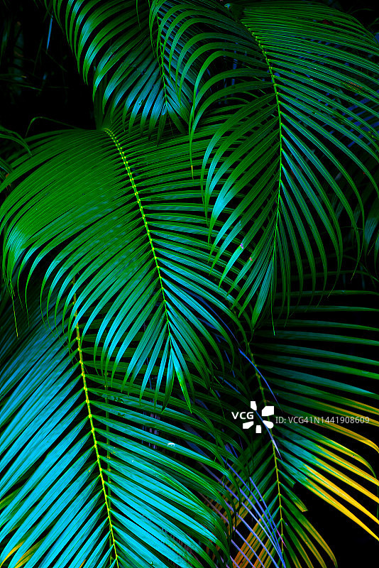 热带森林中的棕榈叶自然背景图片素材