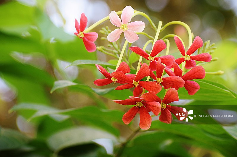 盛开的使君子花图片素材