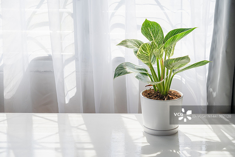 窗台上的盆栽植物，家居装饰概念，比尔金蔓绿绒图片素材