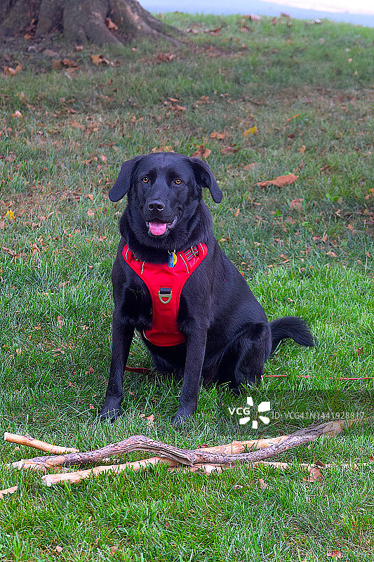 18个月大的小狗在草地放松图片素材