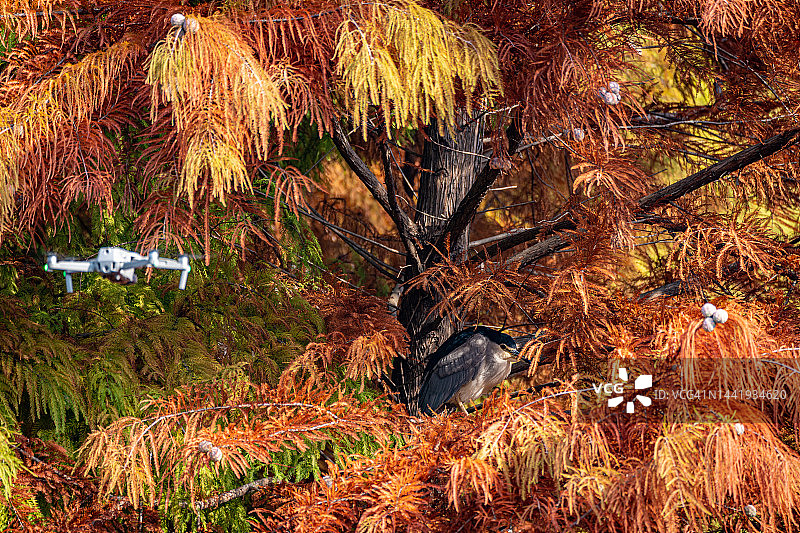 航拍摄影机正在拍摄一只鸟图片素材