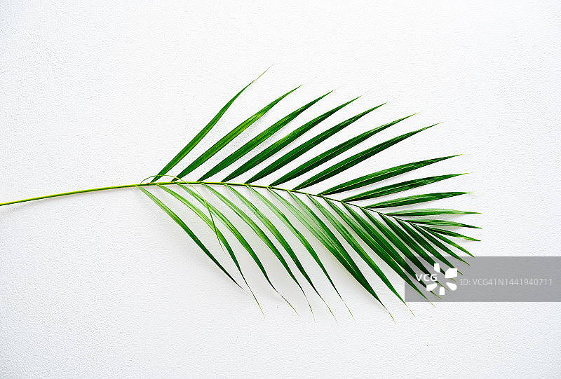 白色背景上的椰子叶图片素材