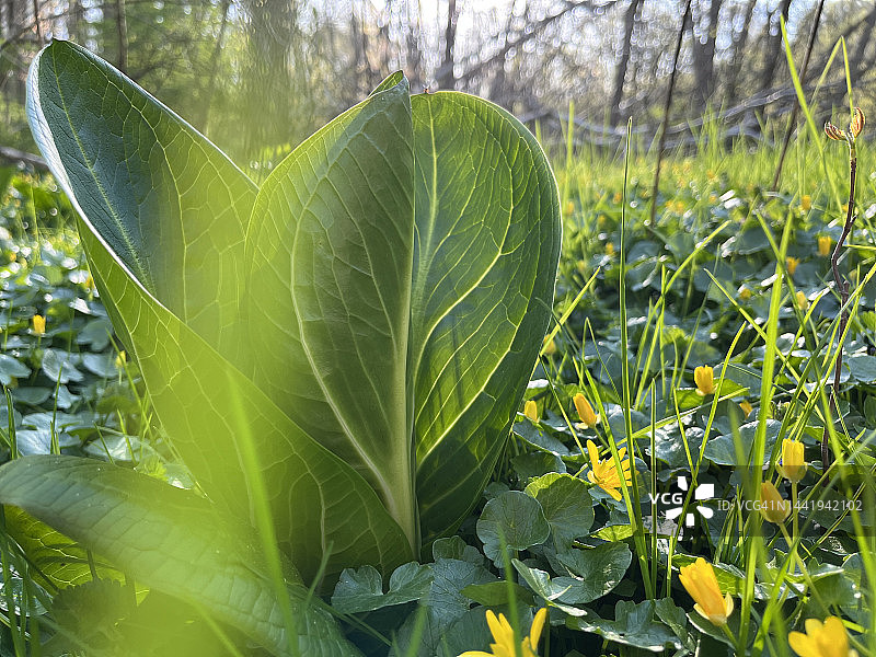 春天里的臭菘和白屈菜图片素材
