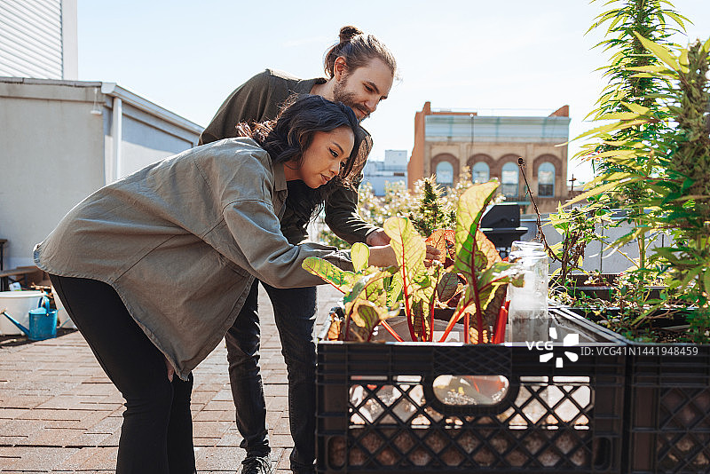 在纽约屋顶种植大麻的人们图片素材