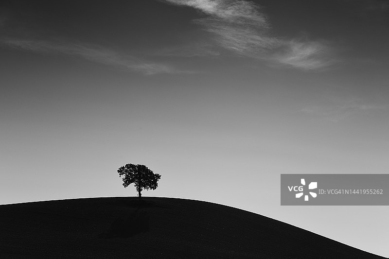 黎明时分山顶上孤独的树图片素材