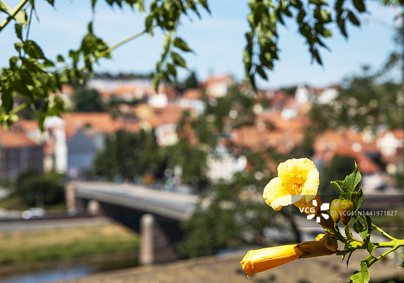 以城镇为背景的盛开花朵图片素材