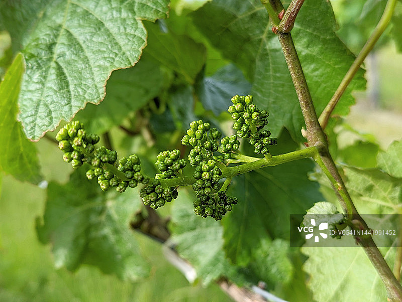 年轻的黑皮诺葡萄串图片素材