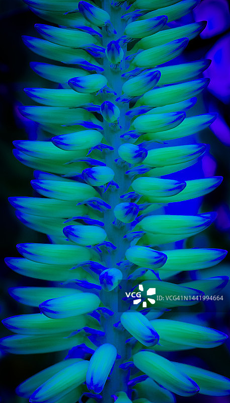 多肉植物花朵的数字处理色彩图片素材