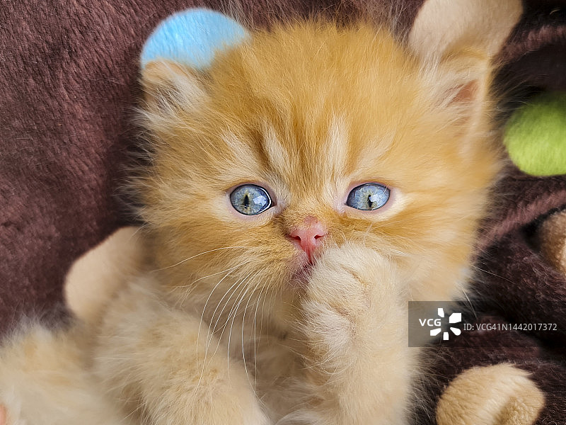 摆姿势对着镜头的漂亮小猫图片素材