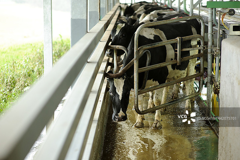 挤牛奶厅图片素材