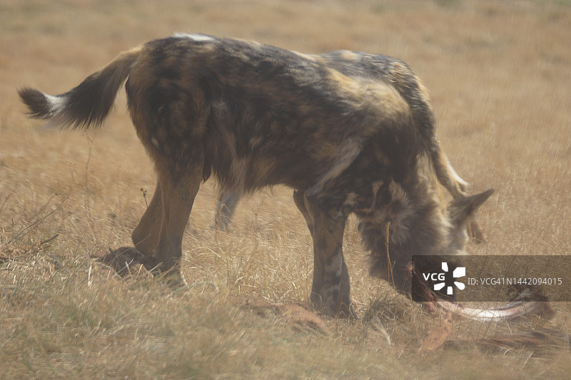 非洲野犬图片素材