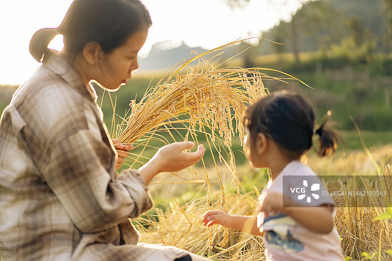 乡村稻田里，亚裔母亲教女儿收割茉莉香米图片素材