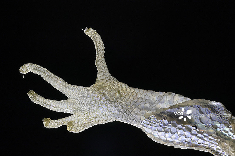 近距离观察豹纹守宫蜕皮图片素材