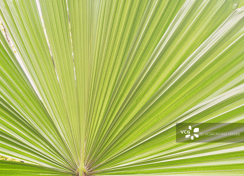 棕榈叶细节图片素材