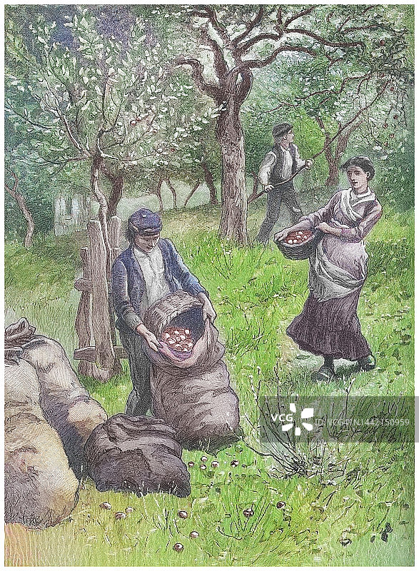 采摘苹果酒苹果古老雕刻插图图片素材