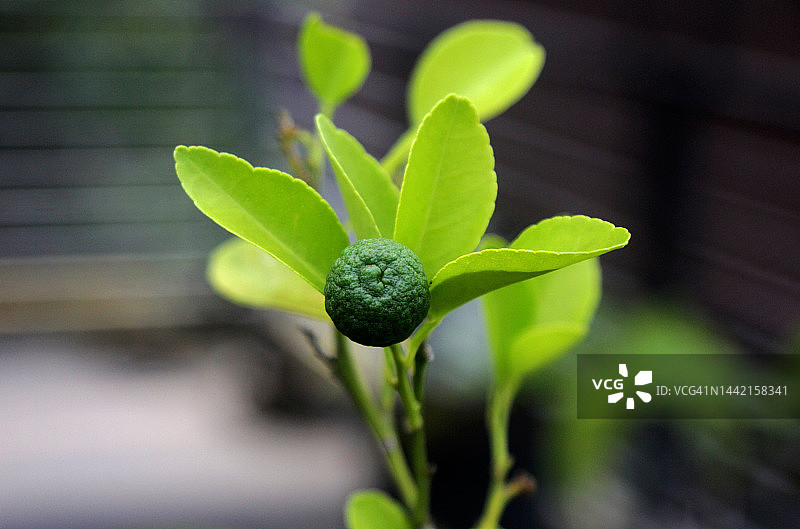 花园里的小青柠特写图片素材