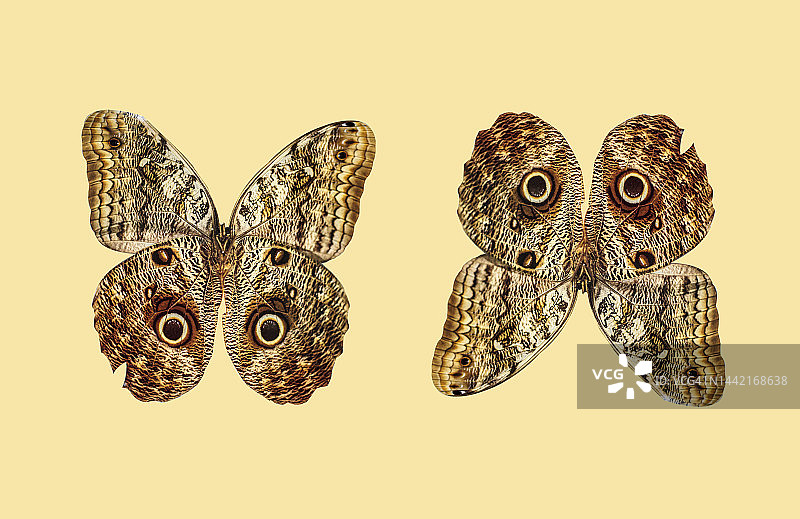 比较，昆虫，蝴蝶图片素材