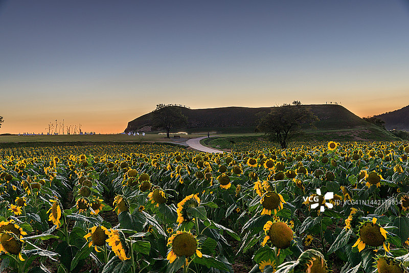 京畿道涟川好老姑垒日落与向日葵图片素材