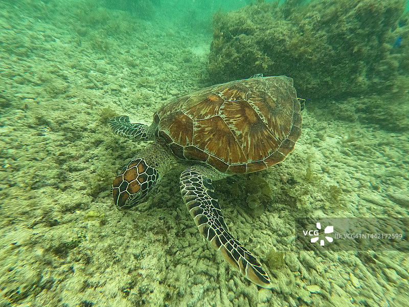 菲律宾宿务墨宝地区的墨宝海龟图片素材