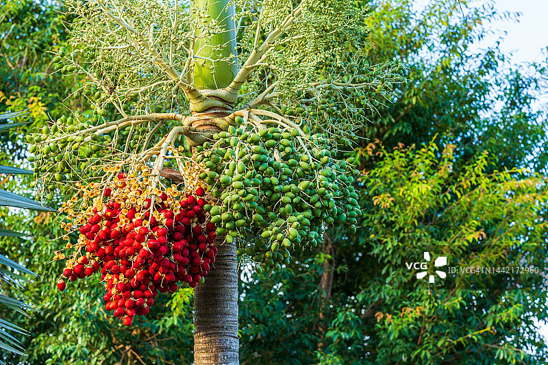 宿务岛莫阿尔博阿尔地区的槟榔图片素材