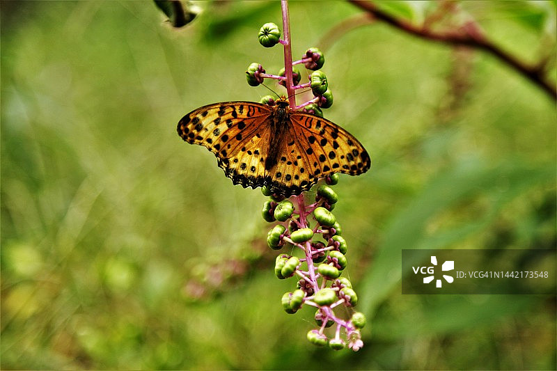 菜粉蝶图片素材