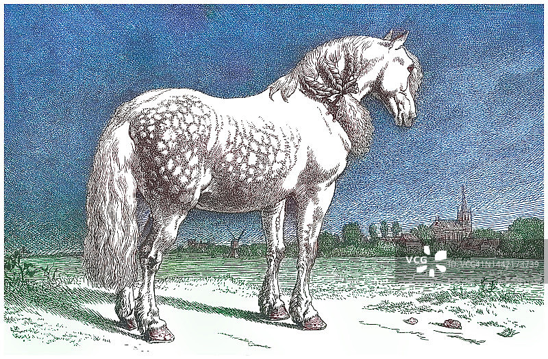 荷兰马的古老雕刻插图，马科动物解剖学图片素材