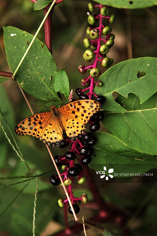 菜粉蝶图片素材