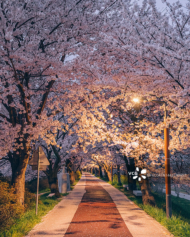 春季釜山樱花图片素材