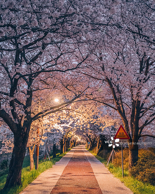 韩国釜山樱花图片素材