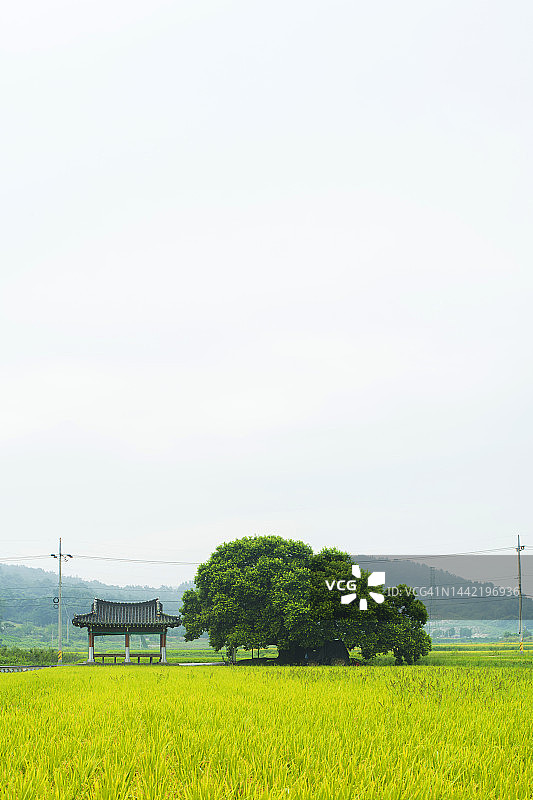 全罗北道井邑市的榉树图片素材