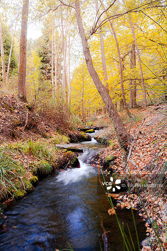 秋季树林间的河流，典型的秋季景观，秋季背景图片素材