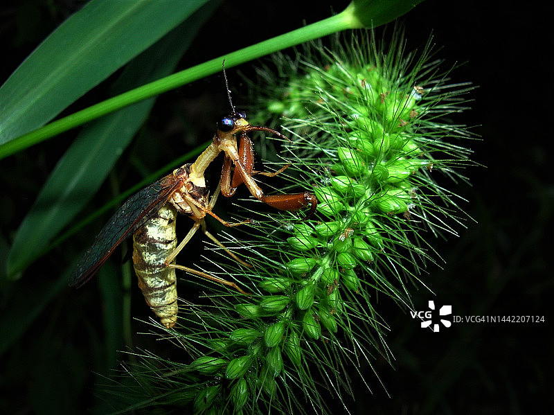 日本螳蛉图片素材