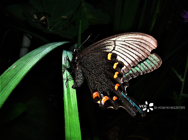 翠凤蝶图片素材