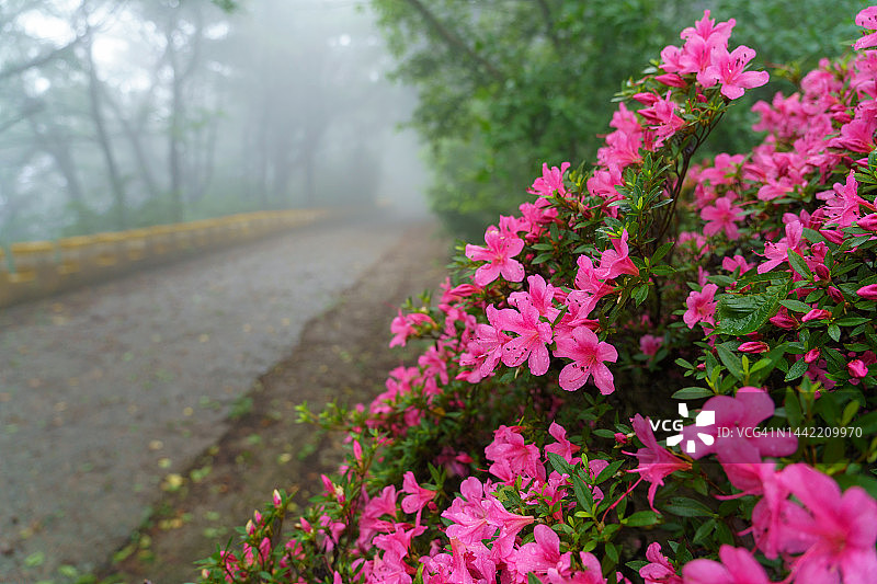 杜鹃花图片素材