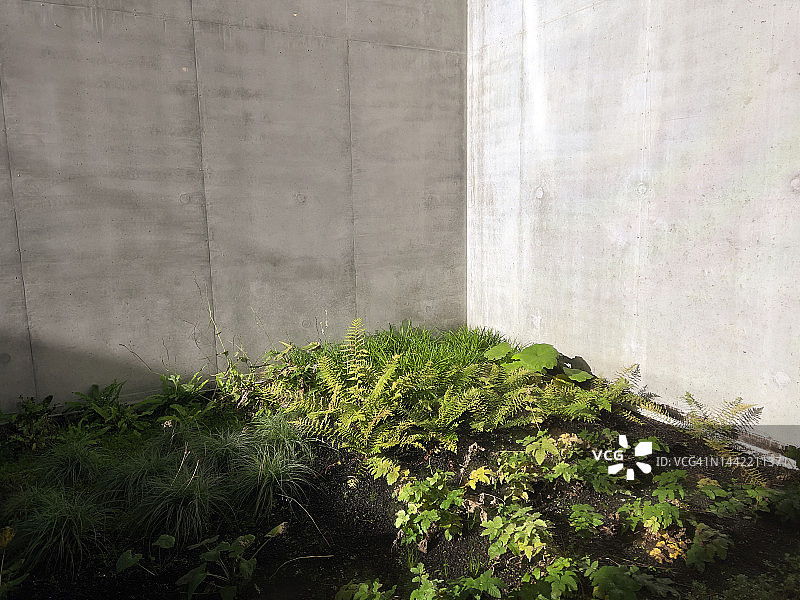 阳光下墙边生长的植物图片素材