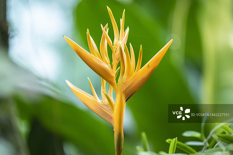 盛开的野生兰花图片素材