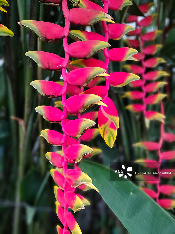 巴厘岛香蕉图片素材