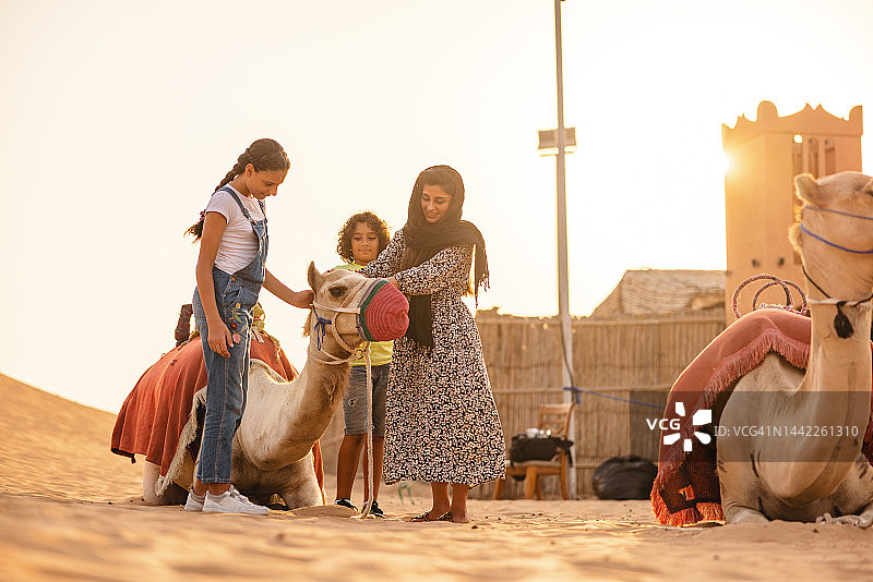 快乐的一家人在迪拜骑骆驼前抚摸着雄伟的骆驼图片素材