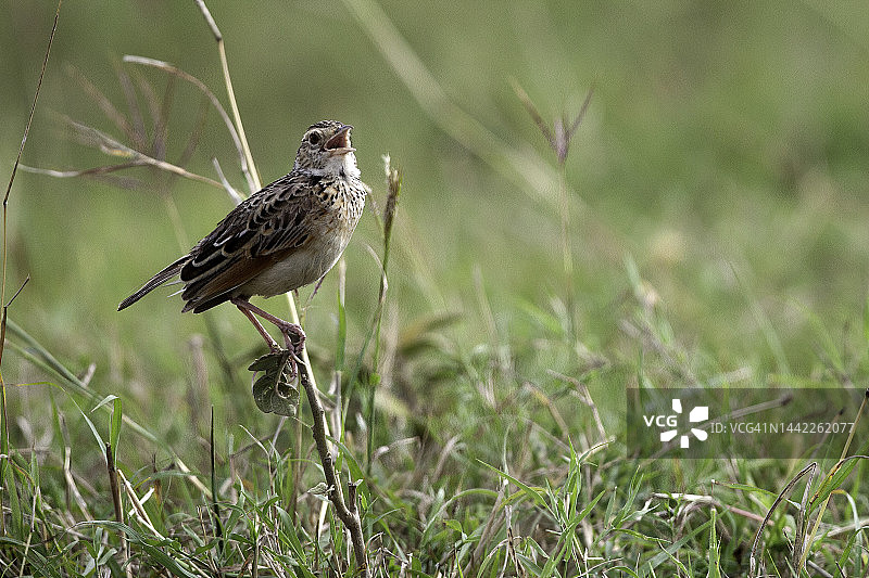 马赛马拉的棕颈鹑图片素材